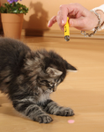 kitten chasing laser light